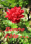 Rose &eacute;clatante pour c&eacute;l&eacute;brer Mamie